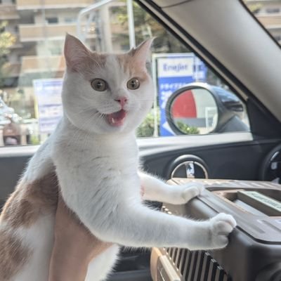 tacoten_style's profile picture. 50代/潰瘍性大腸炎(UC)6年目寛解中/2025直腸NET G1 EMS摘出/静脈侵襲有/経過観察中