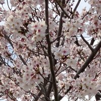 そしじ (@hdzpabs2im73537) 's Twitter Profile Photo