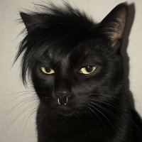 chaꕤa (@chababuma) 's Twitter Profile Photo chaꕤa (@chababuma) 's Twitter Profile Photo