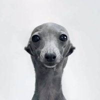 Kliper (@kliperk1) 's Twitter Profile