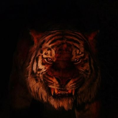 wilker_tt's profile picture. 