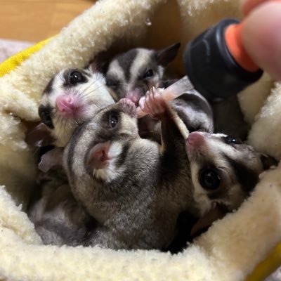 フクロモモンガの虎太郎&桜がいます𓄛 もも➡2021 12/30 🌈(8才) 虎太郎➡2022 1/9~ 桜➡2022 2/4~ 苺 李➡️2023 5/29脱嚢 フクモモ好きさん無言フォロー失礼します𓄛