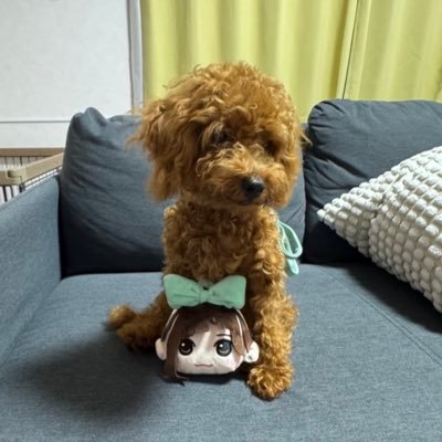 おトド☆🔰ふるっぱーFC会員💚さぁさぁおいで🏹『同志よ集え〜🤍』無言フォロー許してちょ🙏インスタも同時に解放中🫶全世界のピーポーComeon×②✌️愛犬ろん様♂ #NEWKAWAII トイプー🐶2025.2.15誕生🎂2025.4.22お迎え🐣🏋️『おトドプロジェクト』無期限活動休止中😭よろ🌈