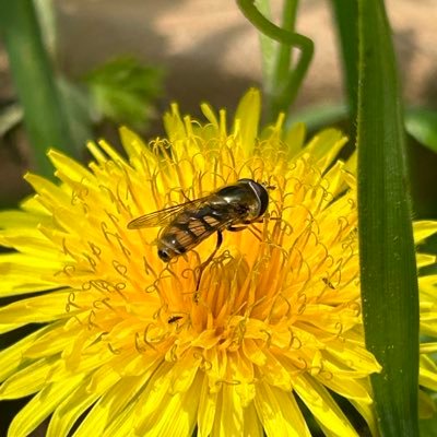 8xEHqjmfwkBBK's profile picture. @UTokyo_BS developmental neuroscience