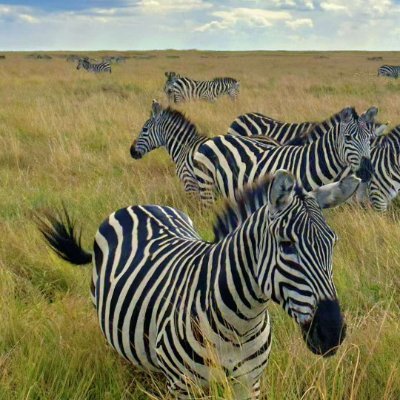 To Explore the World 🌍 🇰🇪🇺🇬🇹🇿🇷🇼🇦🇺🇨🇦🇬🇧🇹🇷🇿🇦🇺🇸🇸🇯🇵🇦🇱🇷🇳🇬🇰🇷🇪🇺🇧🇹🇦🇷