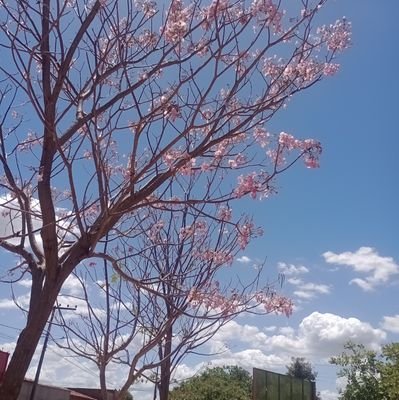 DanilloSou72834's profile picture. eu sou furry adoro Bara e minha vida e mais rodada que pneu de caminhão-♪