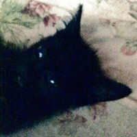 добрая женщина за 30 🕊️ котики 🕊️ чорная вдова (@lolyspare) 's Twitter Profile Photo добрая женщина за 30 🕊️ котики 🕊️ чорная вдова (@lolyspare) 's Twitter Profile Photo