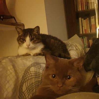 vanilladesiles's profile picture. 