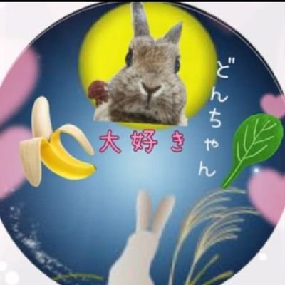 宝物🐶🐰くー&どんちゃん /🐰どんちゃん(2022年11/11🌈9才8ヵ月🌒⛸ #羽生結弦選手 #日ハム ⚾箱推し 🎯🍺🍜🐰🐶 雑多 日常RP👍多いです🙏 #羽生クラスタ空部部長🐰