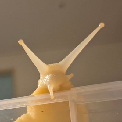 const_snail's profile picture. 