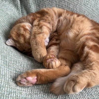 BTS JINくん🐹と我が家の次女 🐈モコ(スコティッシュフォールド)に、日々癒されています♪ JINくん大好き💕、猫好きな人と繋がりたいです😊