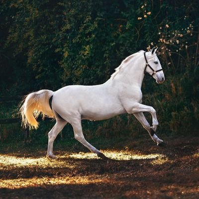 Vinay_BRS's profile picture. KCR Fan for Life