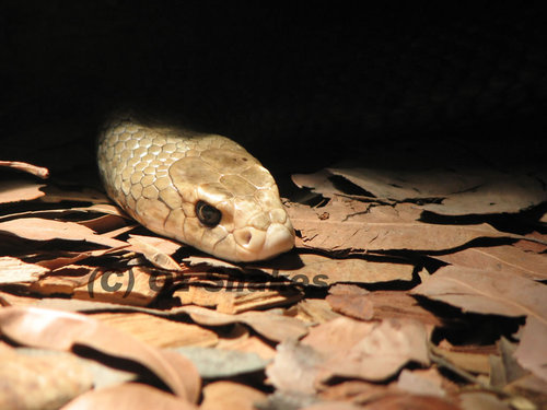 ozsnakes's profile picture. 