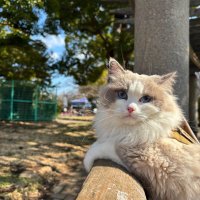 千島惠子 (@pmawethu) 's Twitter Profile