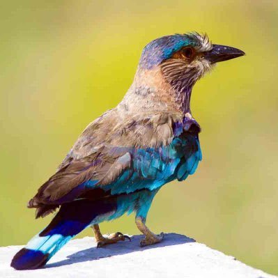 PittaPala123's profile picture. మన తెలంగాణ మన వార్తలు