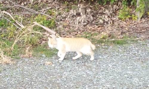 はっはっは！楽しくやろうや！