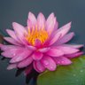 flowerofthelake's profile picture. MAHAM MIRZA FAN.....