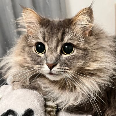 臨(Ryosen)さんのプロフィール画像