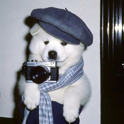 LSamoyed23's profile picture. fiat lux