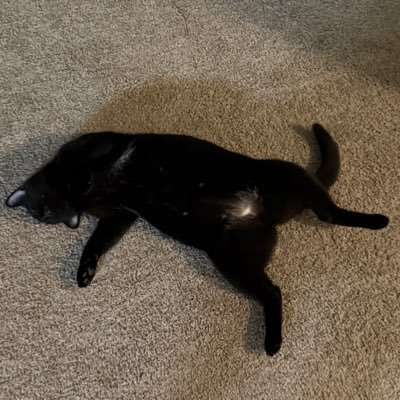 ANYCAT_DOTSOL's profile picture. do u believe in cats? working diligently to offer a free market for catcoins & the trenches introducing pumps first cat powered ETF. disclaimer: POST R NFA