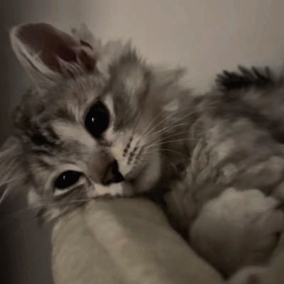 CapElectroSZN's profile picture. 21 || Canada || MDNI