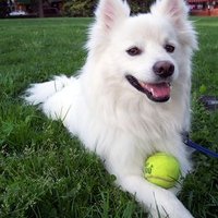 petspuppy12 (@petspuppy156735) 's Twitter Profile
