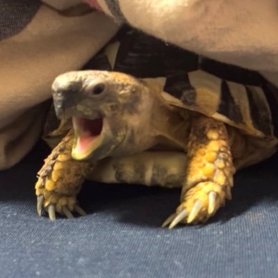🐢ヒガシヘルマンのたると ギリシャリクガメのぺぽ を愛でています! ちいかわとリクガメが大好きです!ファン同士で繋がりたいです!色んなことポストするのでうるさいかもしれません、、、無言フォローしますがよろしくお願いします!