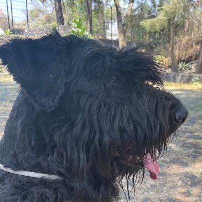 dearVanr's profile picture. 