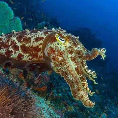 cuttleboycutie's profile picture. looking for a wife‚ requirements: 
New Englander,
iq ≈ +2σ at the least,
ticklish. inquiries to squidlydidlycuttleboy@gmail.com