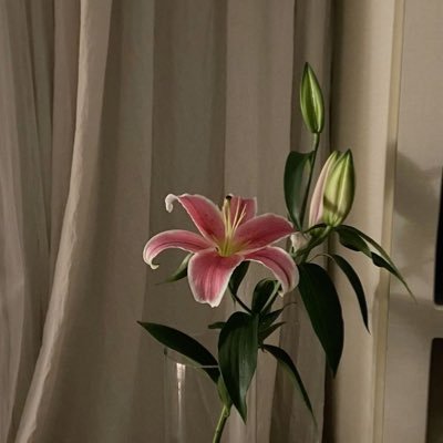 cvliu1's profile picture. -