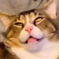 Rosee (@doughzeerosee) 's Twitter Profile