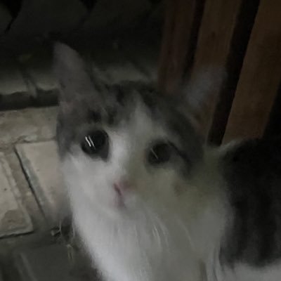 dalololala's profile picture. 