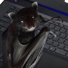 I love bats n cats, seeking a goth girlfriend, lesbian, da bat is always rights, Autism/Disabled, satanist, misanthrope, metalhead, lonely loser, #boycottEFNW