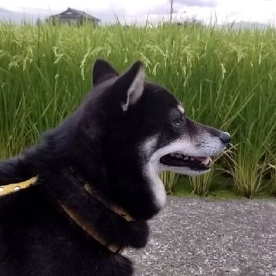 政治と株関係のアカウントです。できるだけ擁護していきます。できるだけね。氷河期世代脱サラ都市型ノホホン農家。
国民民主党を応援しています。