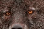 I am happily married to a very beautiful and loving wife. I have to beautiful little girls. I love to do any kind of hunting, fishing. Like wolves & Lycanth