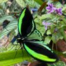 bensab3's profile picture. Science - not ideology. Retweets NOT necessarily an endorsement.IPA/AtlasNetwork/CPAC = https://t.co/rg3i06raS1. No healthy Biodiverse enviro - no healthyPlanet Earth.