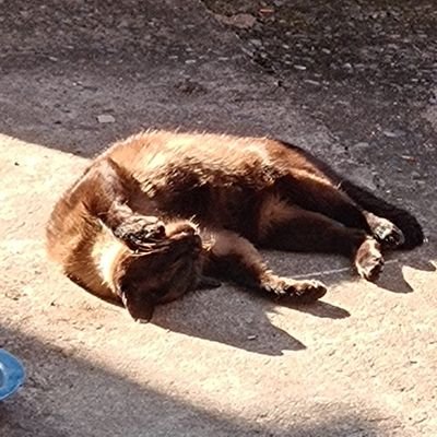 bebeccona's profile picture. 😽