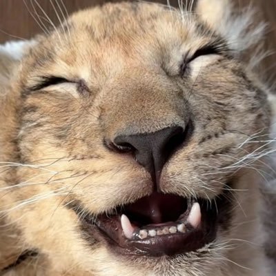 re5tlessdreams's profile picture. • fortnite brainrot | 18 | comms open | final boss of cringe