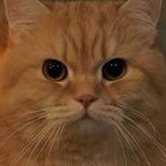 maxylev's profile picture. The cat that logged into its owner's account 🤫