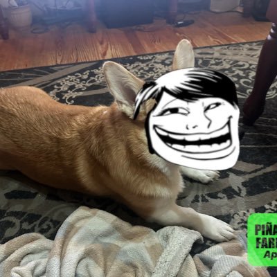 Cute animal stuffs. Degenerate stonk/crypto shiz. F*ck the current system in it's entirety. Spread love, not hate, amigo - 🦍🦍Not Financial Advice 🚀🌕