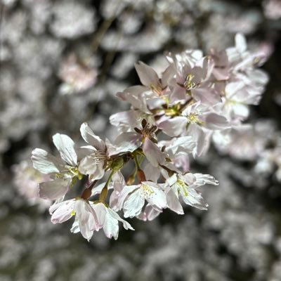 Yz6rei's profile picture. 関西 19