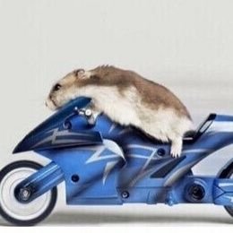 hamgmlguf's profile picture. 정신차려. 5학년이 오빠지 그럼.