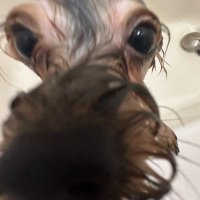 Skellyton of dogs (@skelly_ton1) 's Twitter Profile