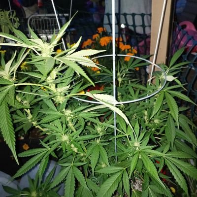@GooodBudz0420
