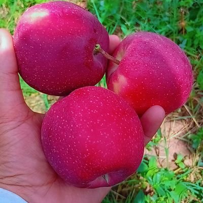 Asif893718's profile picture. Kaptaan Supporter ❤️

❌ Old Account Suspended❌