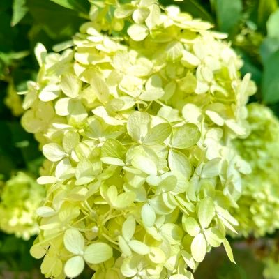 geolae66519's profile picture. 너네 얘기 아님