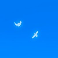 ハチ公 (@hachicohhh) 's Twitter Profile Photo ハチ公 (@hachicohhh) 's Twitter Profile Photo