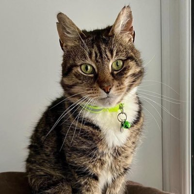 From Las Vegas. Tell your cat I said “Psst, psst, psst”. Cancer survivor. Retired engineer. Cosmetologist. Avid reader. Grandma/mom. Cat mom.