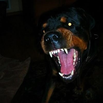 Goldybutch's profile picture. 18 | Your local dog dyke | Hard Kink/Edgeplay/Occasional soft kink | English/German | MDNI  
@r0ttedpup 's arch foe