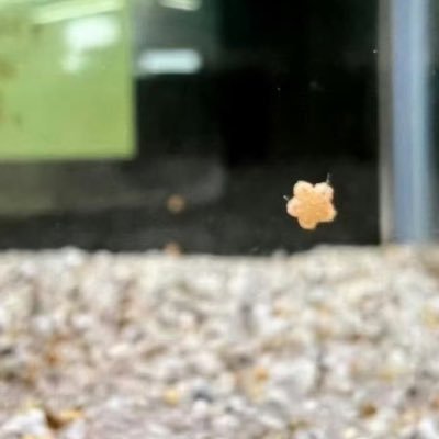 Tofyy_2's profile picture. 🐰🐹🐱 / FGOマスター / 20 + / 9️⃣🐉🏍️🐻